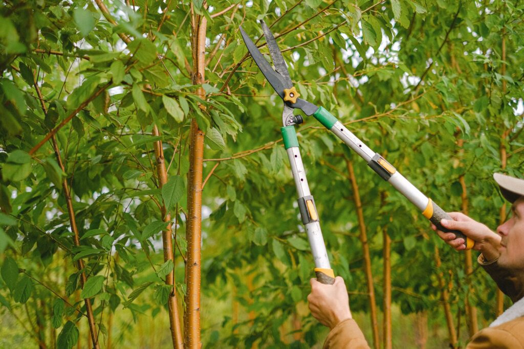Side view of farmer with pruning shear trimming branches of tree with green leaves in orchard